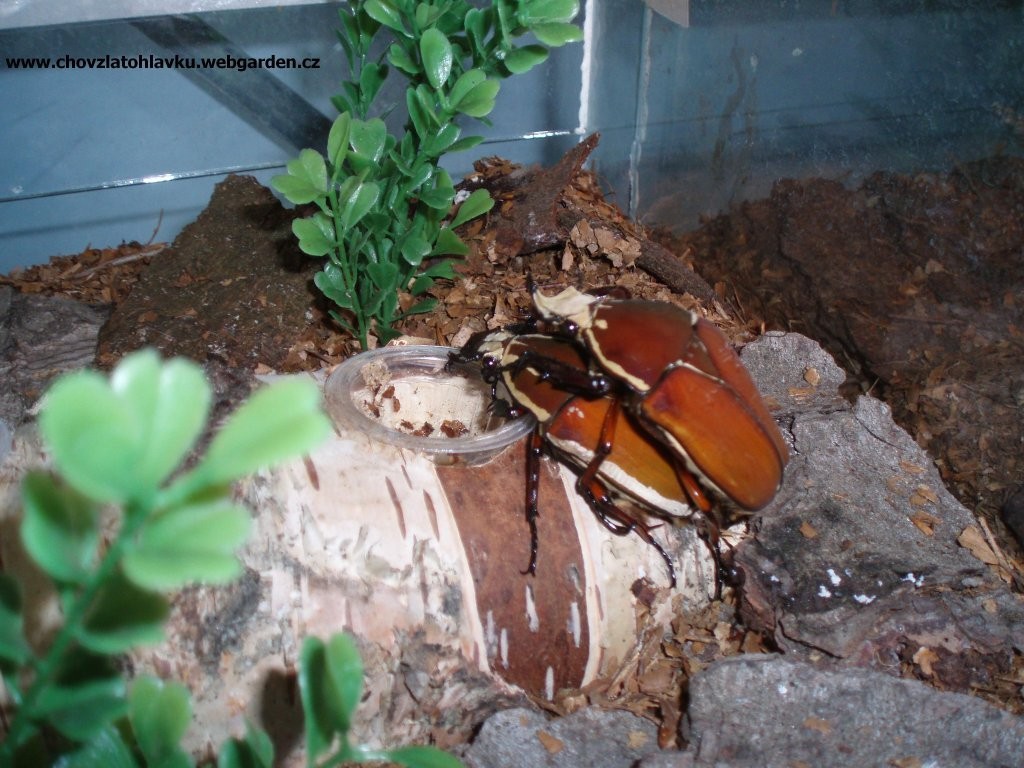 Mecynorrhina hybrid 2