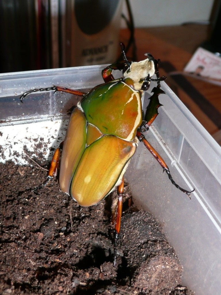 Mecynorrhina hybrid